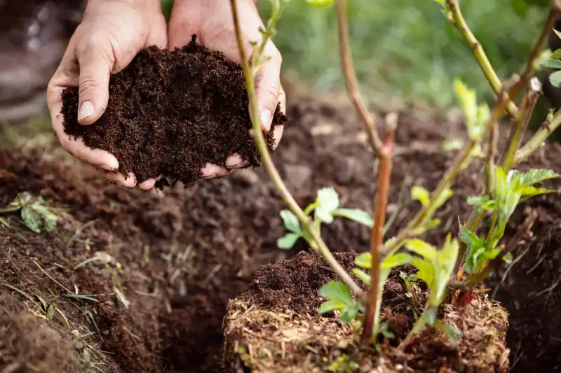 How long does mulch last in Allen TX 