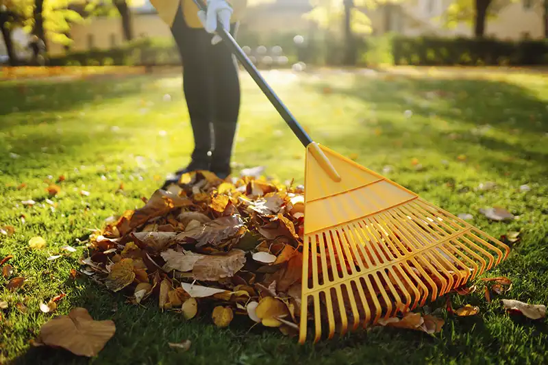 Reliable Yard cleanup Service in Allen TX 